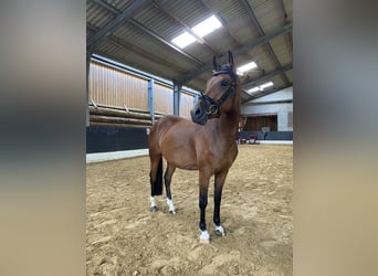 Deutsches Reitpony, Stute, 3 Jahre, 145 cm, Brauner