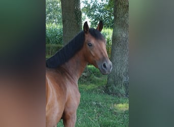 Deutsches Reitpony, Stute, 3 Jahre, 145 cm, Brauner