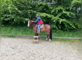 Deutsches Reitpony, Stute, 3 Jahre, 145 cm, Brauner