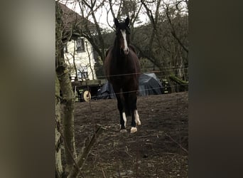 Deutsches Reitpony, Stute, 3 Jahre, 145 cm, Brauner