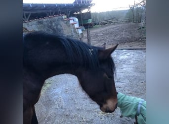 Deutsches Reitpony, Stute, 3 Jahre, 145 cm, Brauner