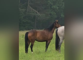 Deutsches Reitpony, Stute, 3 Jahre, 145 cm, Brauner