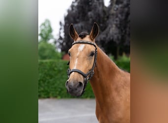 Deutsches Reitpony Mix, Stute, 3 Jahre, 145 cm, Buckskin