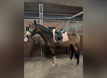 Deutsches Reitpony, Stute, 3 Jahre, 145 cm, Buckskin