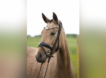 Deutsches Reitpony, Stute, 3 Jahre, 145 cm, Buckskin