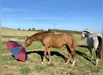 Deutsches Reitpony, Stute, 3 Jahre, 145 cm