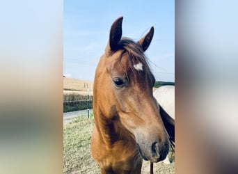 Deutsches Reitpony, Stute, 3 Jahre, 145 cm