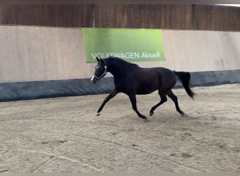 Deutsches Reitpony, Stute, 3 Jahre, 145 cm, Dunkelbrauner