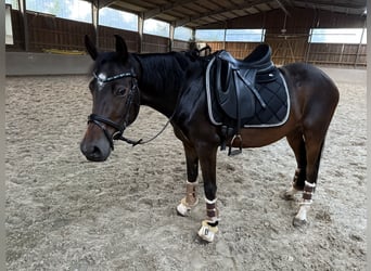 Deutsches Reitpony, Stute, 3 Jahre, 145 cm, Dunkelbrauner