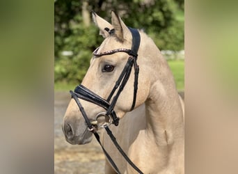 Deutsches Reitpony, Stute, 3 Jahre, 145 cm, Falbe