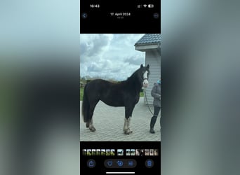 Deutsches Reitpony, Stute, 3 Jahre, 145 cm