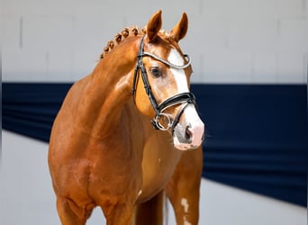 Deutsches Reitpony, Stute, 3 Jahre, 145 cm, Fuchs