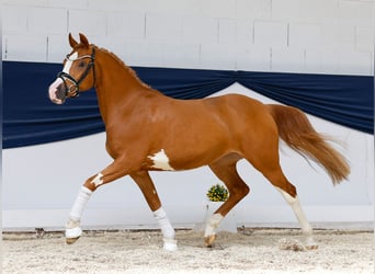 Deutsches Reitpony, Stute, 3 Jahre, 145 cm, Fuchs