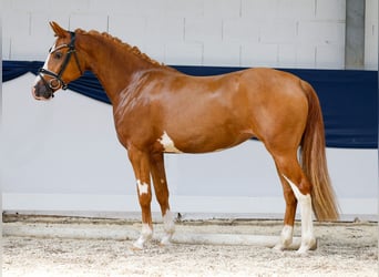 Deutsches Reitpony, Stute, 3 Jahre, 145 cm, Fuchs