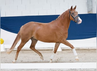 Deutsches Reitpony, Stute, 3 Jahre, 145 cm, Fuchs
