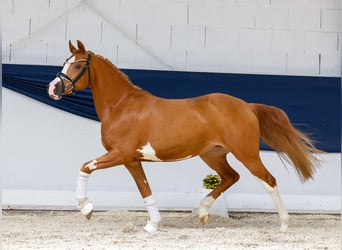 Deutsches Reitpony, Stute, 3 Jahre, 145 cm, Fuchs