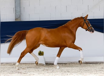 Deutsches Reitpony, Stute, 3 Jahre, 145 cm, Fuchs