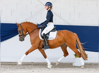 Deutsches Reitpony, Stute, 3 Jahre, 145 cm, Fuchs