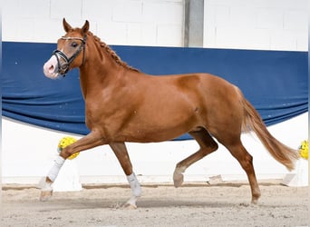 Deutsches Reitpony, Stute, 3 Jahre, 145 cm, Fuchs