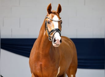 Deutsches Reitpony, Stute, 3 Jahre, 145 cm, Fuchs