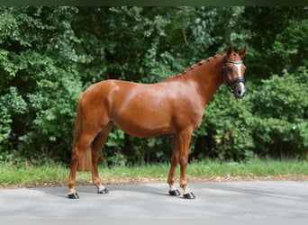 Deutsches Reitpony, Stute, 3 Jahre, 145 cm, Fuchs
