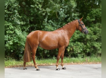 Deutsches Reitpony, Stute, 3 Jahre, 145 cm, Fuchs