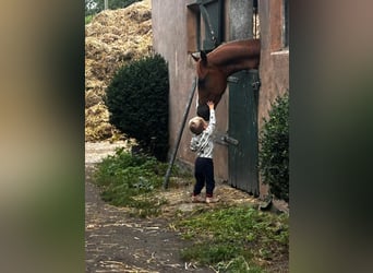Deutsches Reitpony, Stute, 3 Jahre, 145 cm, Fuchs