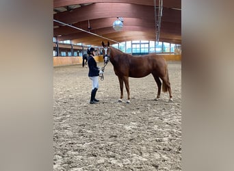 Deutsches Reitpony, Stute, 3 Jahre, 145 cm, Fuchs