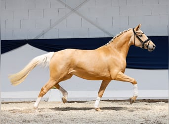 Deutsches Reitpony, Stute, 3 Jahre, 145 cm, Palomino