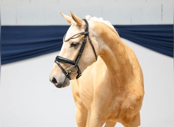 Deutsches Reitpony, Stute, 3 Jahre, 145 cm, Palomino