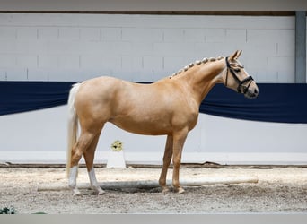 Deutsches Reitpony, Stute, 3 Jahre, 145 cm, Palomino