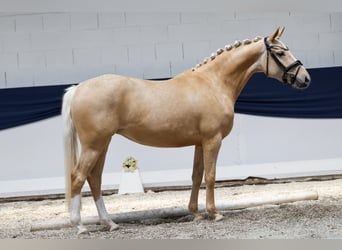 Deutsches Reitpony, Stute, 3 Jahre, 145 cm, Palomino