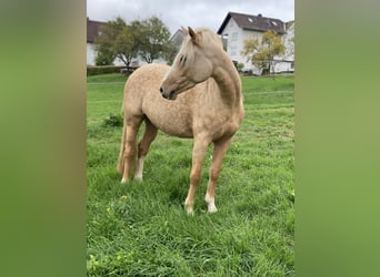 Deutsches Reitpony, Stute, 3 Jahre, 145 cm, Palomino