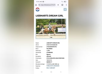 Deutsches Reitpony, Stute, 3 Jahre, 145 cm, Palomino