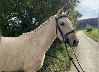 Deutsches Reitpony, Stute, 3 Jahre, 145 cm, Palomino