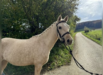 Deutsches Reitpony, Stute, 3 Jahre, 145 cm, Palomino