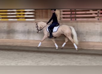 Deutsches Reitpony, Stute, 3 Jahre, 145 cm, Palomino