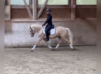 Deutsches Reitpony, Stute, 3 Jahre, 145 cm, Palomino