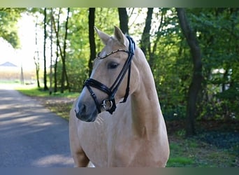 Deutsches Reitpony, Stute, 3 Jahre, 145 cm, Palomino