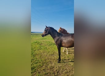 Deutsches Reitpony, Stute, 3 Jahre, 145 cm, Schwarzbrauner