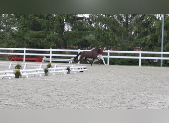 Deutsches Reitpony, Stute, 3 Jahre, 145 cm, Schwarzbrauner