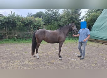 Deutsches Reitpony, Stute, 3 Jahre, 145 cm, Schwarzbrauner