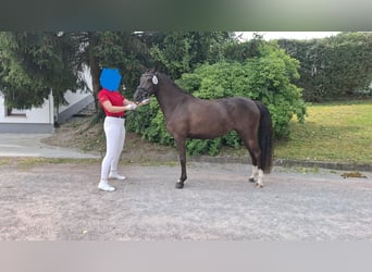 Deutsches Reitpony, Stute, 3 Jahre, 145 cm, Schwarzbrauner