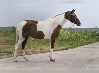 Deutsches Reitpony, Stute, 3 Jahre, 145 cm, Tobiano-alle-Farben