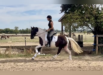Deutsches Reitpony, Stute, 3 Jahre, 145 cm, Tobiano-alle-Farben