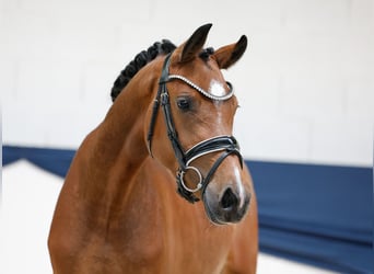 Deutsches Reitpony, Stute, 3 Jahre, 146 cm, Brauner