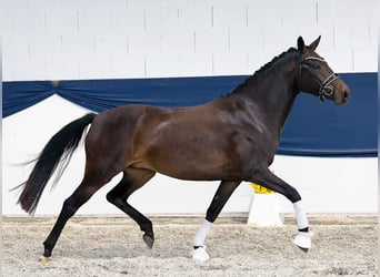 Deutsches Reitpony, Stute, 3 Jahre, 146 cm, Brauner