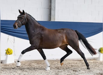 Deutsches Reitpony, Stute, 3 Jahre, 146 cm, Brauner