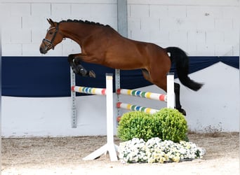 Deutsches Reitpony, Stute, 3 Jahre, 146 cm, Brauner