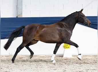 Deutsches Reitpony, Stute, 3 Jahre, 146 cm, Brauner